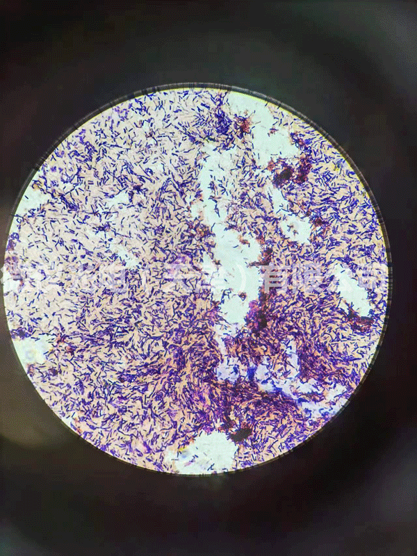 用香蕉视频网站在线观看光電香蕉视频黄版下载進行芽孢及革蘭氏染色杆菌的觀察